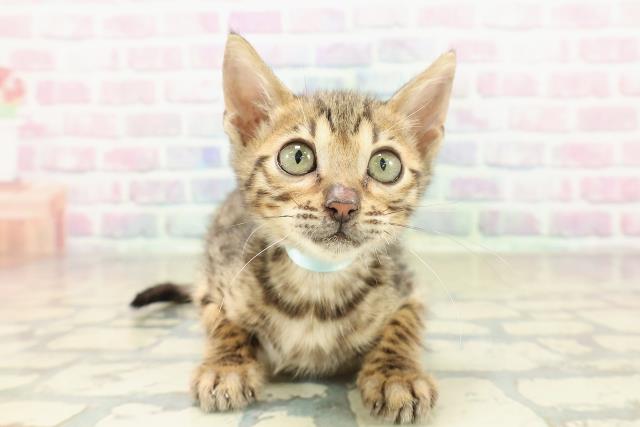 栃木県のベンガル (Coo&RIKU小山店/2025年9月27日生まれ/男の子/ブラウンスポットタビー)の子猫の1枚目の画像