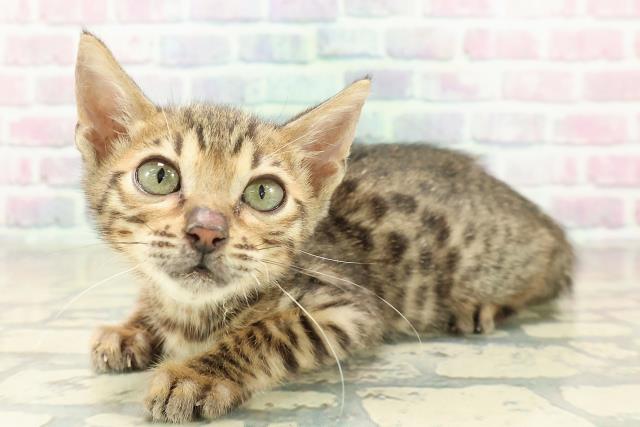 栃木県のベンガル (Coo&RIKU小山店/2025年9月27日生まれ/男の子/ブラウンスポットタビー)の子猫の2枚目の画像