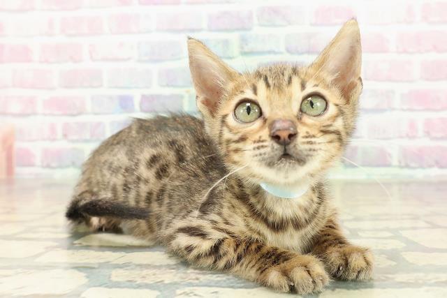 栃木県のベンガル (Coo&RIKU小山店/2025年9月27日生まれ/男の子/ブラウンスポットタビー)の子猫の3枚目の画像