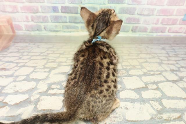 栃木県のベンガル (Coo&RIKU小山店/2025年9月27日生まれ/男の子/ブラウンスポットタビー)の子猫の4枚目の画像
