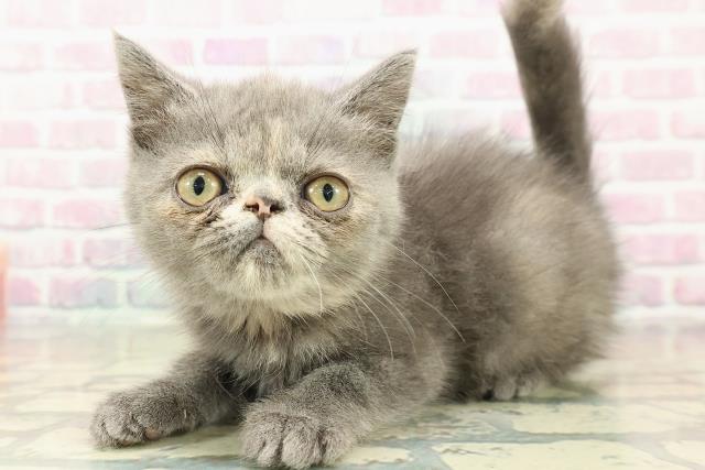 埼玉県のエキゾチック (Coo&RIKU草加バイパス店/2025年10月7日生まれ/女の子/ブルークリーム)の子猫の2枚目の画像