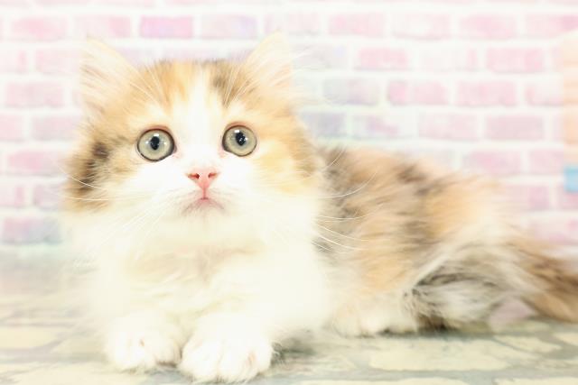 新潟県のミヌエット (Coo&RIKU長岡店/2025年10月20日生まれ/女の子/キャリコ)の子猫の2枚目の画像