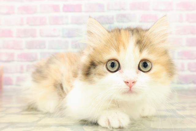 新潟県のミヌエット (Coo&RIKU長岡店/2025年10月20日生まれ/女の子/キャリコ)の子猫の3枚目の画像