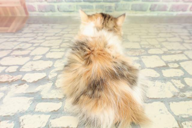 新潟県のミヌエット (Coo&RIKU長岡店/2025年10月20日生まれ/女の子/キャリコ)の子猫の4枚目の画像