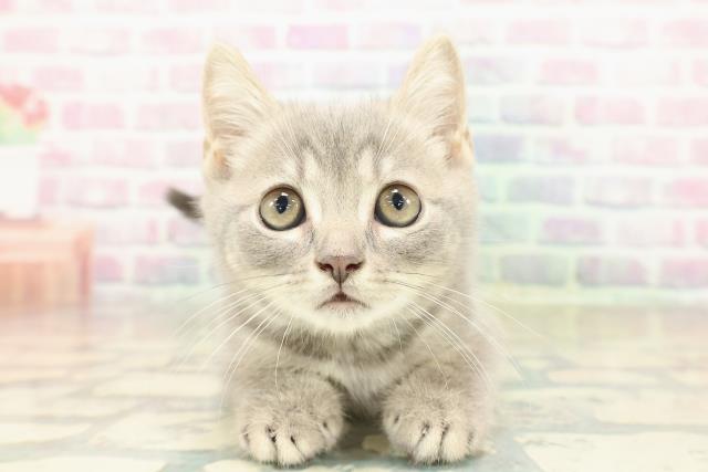 栃木県のマンチカン (Coo&RIKU小山店/2025年11月1日生まれ/男の子/ブルータビー)の子猫の1枚目の画像