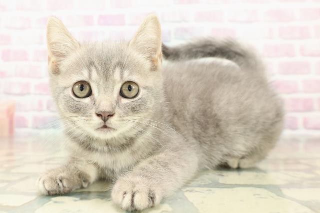 栃木県のマンチカン (Coo&RIKU小山店/2025年11月1日生まれ/男の子/ブルータビー)の子猫の2枚目の画像