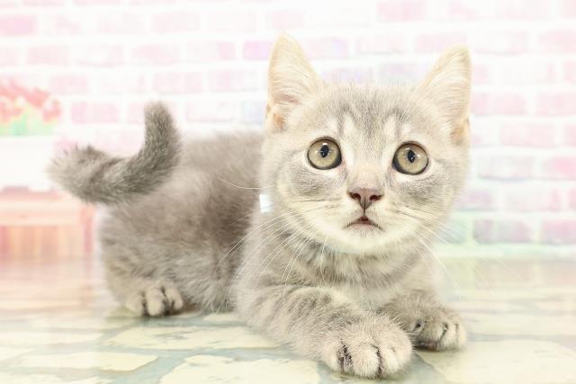 栃木県のマンチカン (Coo&RIKU小山店/2025年11月1日生まれ/男の子/ブルータビー)の子猫の3枚目の画像