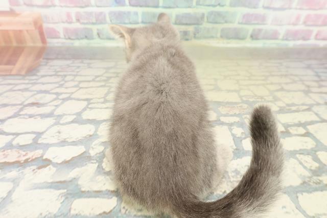 栃木県のマンチカン (Coo&RIKU小山店/2025年11月1日生まれ/男の子/ブルータビー)の子猫の4枚目の画像