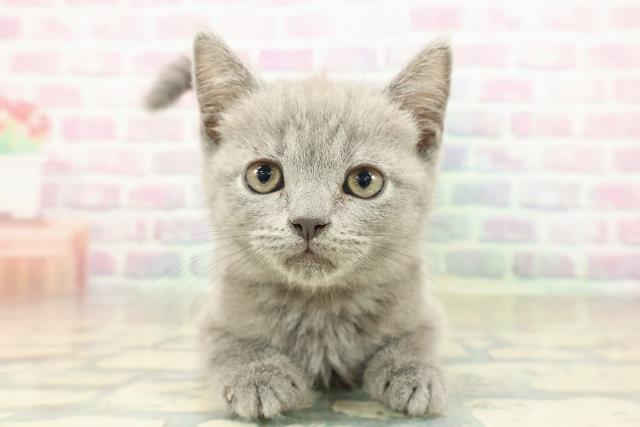 栃木県のマンチカン (Coo&RIKU足利店/2025年11月1日生まれ/女の子/ブルー)の子猫の1枚目の画像