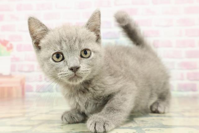 栃木県のマンチカン (Coo&RIKU足利店/2025年11月1日生まれ/女の子/ブルー)の子猫の2枚目の画像