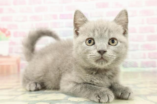 栃木県のマンチカン (Coo&RIKU足利店/2025年11月1日生まれ/女の子/ブルー)の子猫の3枚目の画像