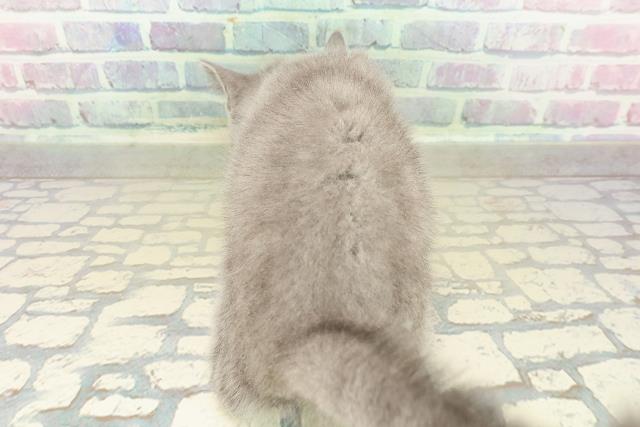 栃木県のマンチカン (Coo&RIKU足利店/2025年11月1日生まれ/女の子/ブルー)の子猫の4枚目の画像