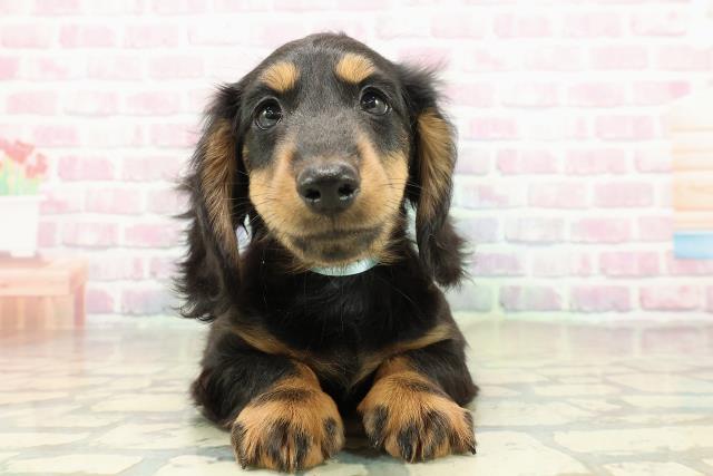 埼玉県のミニチュアダックスフンド(ロング) (Coo&RIKU川口戸塚店/2025年11月4日生まれ/男の子/ブラックタン)の子犬の1枚目の画像