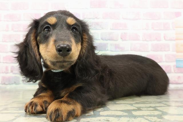 埼玉県のミニチュアダックスフンド(ロング) (Coo&RIKU川口戸塚店/2025年11月4日生まれ/男の子/ブラックタン)の子犬の2枚目の画像