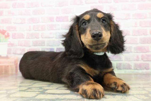 埼玉県のミニチュアダックスフンド(ロング) (Coo&RIKU川口戸塚店/2025年11月4日生まれ/男の子/ブラックタン)の子犬の3枚目の画像