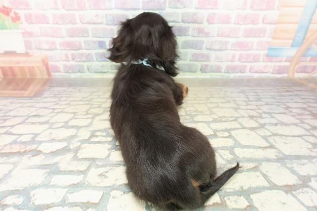 埼玉県のミニチュアダックスフンド(ロング) (Coo&RIKU川口戸塚店/2025年11月4日生まれ/男の子/ブラックタン)の子犬の4枚目の画像