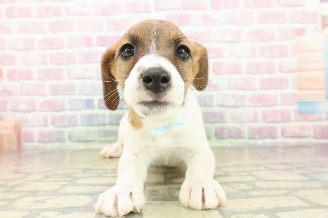 埼玉県のジャックラッセルテリア (Coo&RIKUアニマルケアセンター大宮/2025年11月6日生まれ/男の子/ホワイトタン)の子犬の1枚目の画像