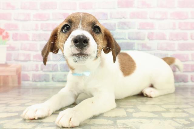 埼玉県のジャックラッセルテリア (Coo&RIKUアニマルケアセンター大宮/2025年11月6日生まれ/男の子/ホワイトタン)の子犬の2枚目の画像