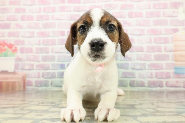 栃木県のジャックラッセルテリア (Coo&RIKU小山店/2025年11月6日生まれ/女の子/ホワイトタン)の子犬の1枚目の画像