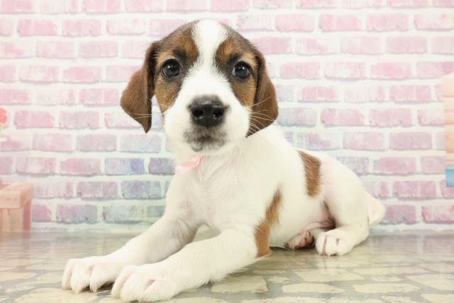 栃木県のジャックラッセルテリア (Coo&RIKU小山店/2025年11月6日生まれ/女の子/ホワイトタン)の子犬の2枚目の画像