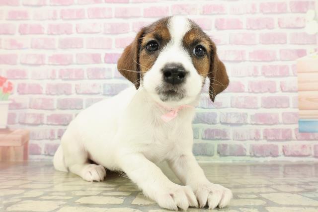 栃木県のジャックラッセルテリア (Coo&RIKU小山店/2025年11月6日生まれ/女の子/ホワイトタン)の子犬の3枚目の画像