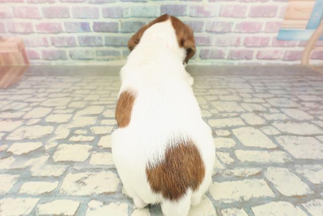 栃木県のジャックラッセルテリア (Coo&RIKU小山店/2025年11月6日生まれ/女の子/ホワイトタン)の子犬の4枚目の画像