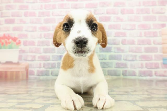 千葉県のジャックラッセルテリア (Coo&RIKU南柏店/2025年11月6日生まれ/女の子/ホワイトタン)の子犬の1枚目の画像