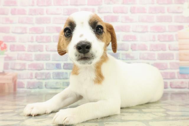 千葉県のジャックラッセルテリア (Coo&RIKU南柏店/2025年11月6日生まれ/女の子/ホワイトタン)の子犬の2枚目の画像