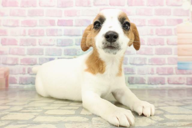 千葉県のジャックラッセルテリア (Coo&RIKU南柏店/2025年11月6日生まれ/女の子/ホワイトタン)の子犬の3枚目の画像