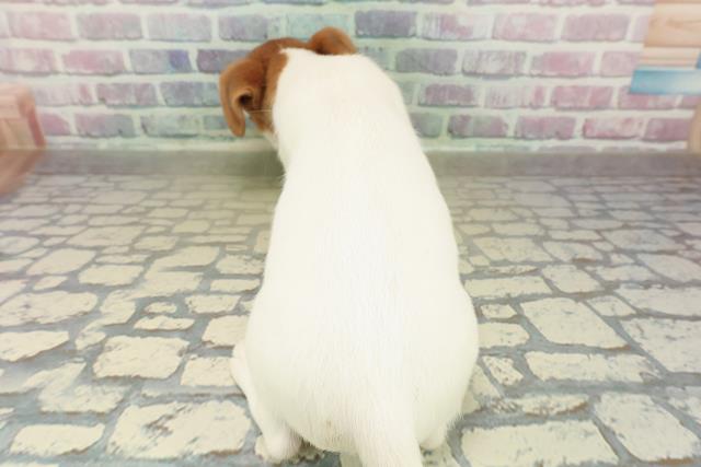 千葉県のジャックラッセルテリア (Coo&RIKU南柏店/2025年11月6日生まれ/女の子/ホワイトタン)の子犬の4枚目の画像