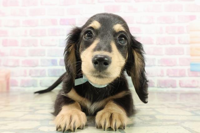 埼玉県のミニチュアダックスフンド(ロング) (Coo&RIKU草加バイパス店/2025年11月8日生まれ/男の子/ブラックタン)の子犬の1枚目の画像