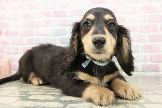 埼玉県のミニチュアダックスフンド(ロング) (Coo&RIKU草加バイパス店/2025年11月8日生まれ/男の子/ブラックタン)の子犬の3枚目の画像