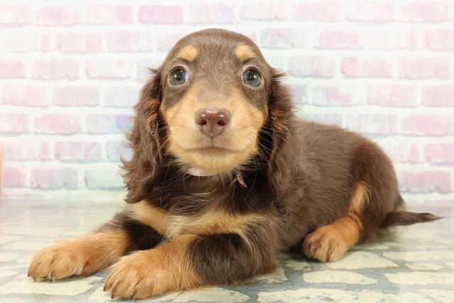 埼玉県のミニチュアダックスフンド(ロング) (Coo&RIKU川越店/2025年11月8日生まれ/女の子/チョコレートタン)の子犬の2枚目の画像