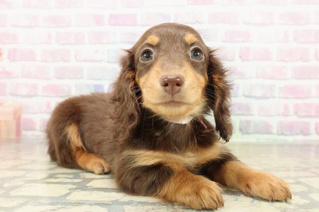 埼玉県のミニチュアダックスフンド(ロング) (Coo&RIKU川越店/2025年11月8日生まれ/女の子/チョコレートタン)の子犬の3枚目の画像