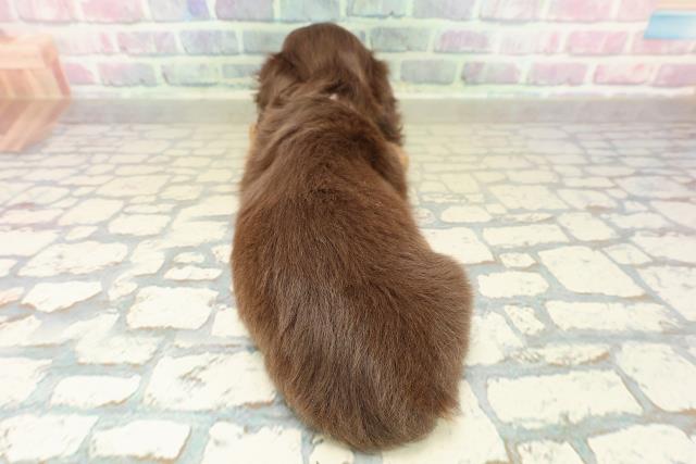 埼玉県のミニチュアダックスフンド(ロング) (Coo&RIKU川越店/2025年11月8日生まれ/女の子/チョコレートタン)の子犬の4枚目の画像