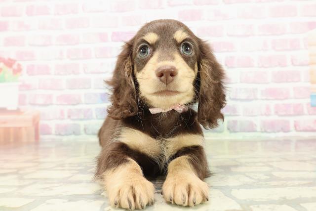 栃木県のミニチュアダックスフンド(ロング) (Coo&RIKUFKDインターパーク店/2025年11月8日生まれ/女の子/チョコレートタン)の子犬の1枚目の画像