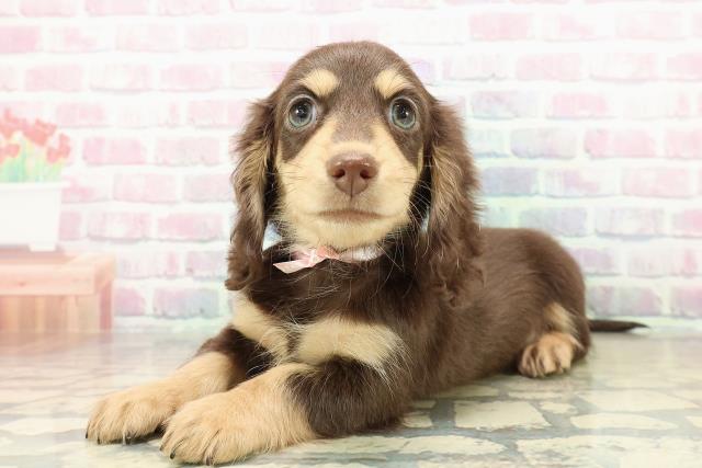 栃木県のミニチュアダックスフンド(ロング) (Coo&RIKUFKDインターパーク店/2025年11月8日生まれ/女の子/チョコレートタン)の子犬の2枚目の画像