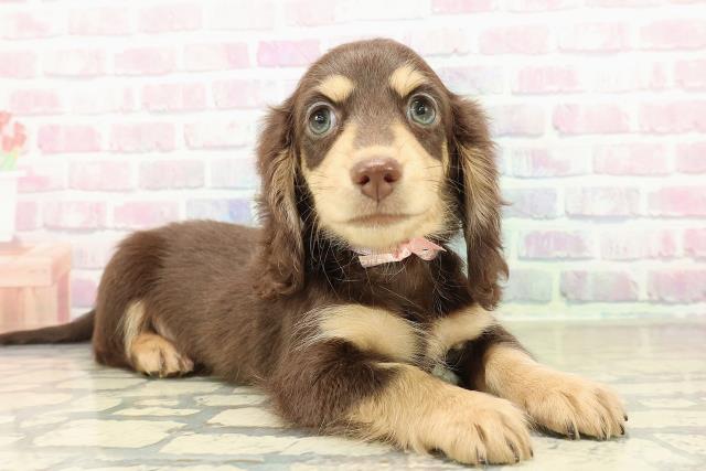 栃木県のミニチュアダックスフンド(ロング) (Coo&RIKUFKDインターパーク店/2025年11月8日生まれ/女の子/チョコレートタン)の子犬の3枚目の画像