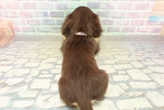 栃木県のミニチュアダックスフンド(ロング) (Coo&RIKUFKDインターパーク店/2025年11月8日生まれ/女の子/チョコレートタン)の子犬の4枚目の画像