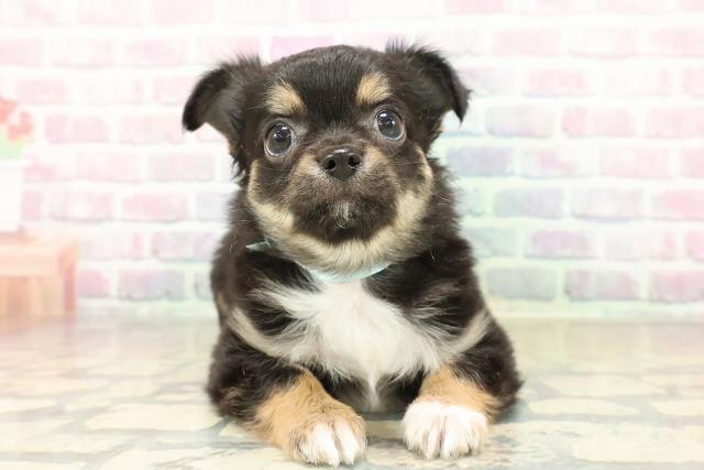 埼玉県のチワワ(ロング) (Coo&RIKU川口戸塚店/2025年11月9日生まれ/男の子/ブラックタンホワイト)の子犬の1枚目の画像