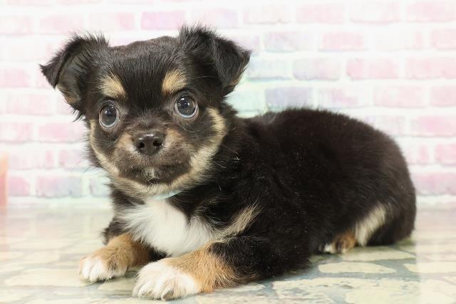 埼玉県のチワワ(ロング) (Coo&RIKU川口戸塚店/2025年11月9日生まれ/男の子/ブラックタンホワイト)の子犬の2枚目の画像