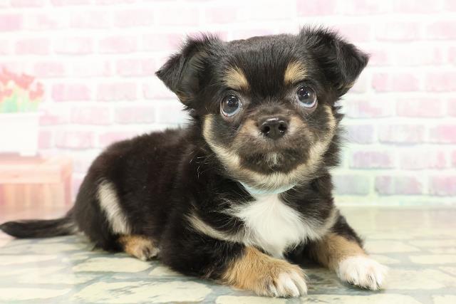 埼玉県のチワワ(ロング) (Coo&RIKU川口戸塚店/2025年11月9日生まれ/男の子/ブラックタンホワイト)の子犬の3枚目の画像