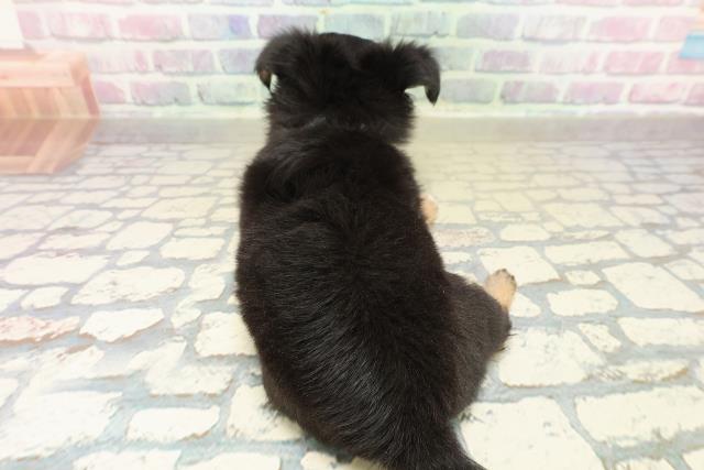 埼玉県のチワワ(ロング) (Coo&RIKU川口戸塚店/2025年11月9日生まれ/男の子/ブラックタンホワイト)の子犬の4枚目の画像