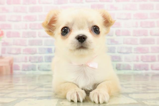 石川県のチワワ(ロング) (Coo&RIKUイオン野々市南店/2025年11月9日生まれ/女の子/クリームホワイト)の子犬の1枚目の画像