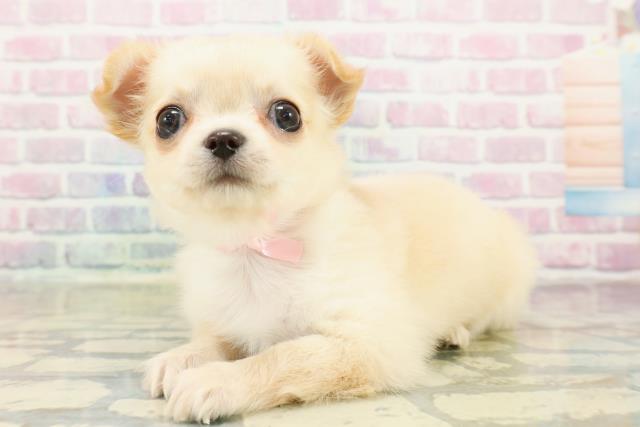 石川県のチワワ(ロング) (Coo&RIKUイオン野々市南店/2025年11月9日生まれ/女の子/クリームホワイト)の子犬の2枚目の画像