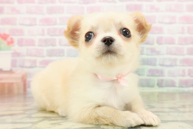 石川県のチワワ(ロング) (Coo&RIKUイオン野々市南店/2025年11月9日生まれ/女の子/クリームホワイト)の子犬の3枚目の画像