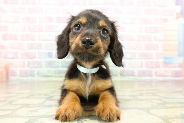 栃木県のミニチュアダックスフンド(ロング) (Coo&RIKUFKDインターパーク店/2025年11月3日生まれ/男の子/ブラックタン)の子犬の1枚目の画像