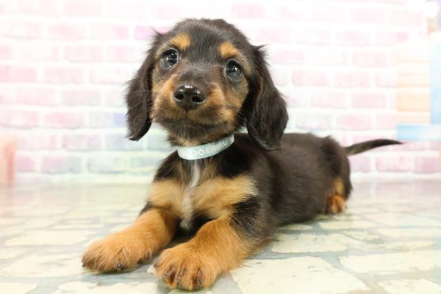 栃木県のミニチュアダックスフンド(ロング) (Coo&RIKUFKDインターパーク店/2025年11月3日生まれ/男の子/ブラックタン)の子犬の2枚目の画像