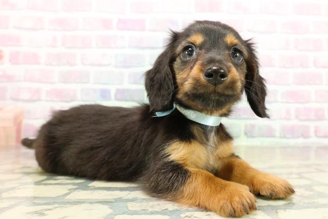 栃木県のミニチュアダックスフンド(ロング) (Coo&RIKUFKDインターパーク店/2025年11月3日生まれ/男の子/ブラックタン)の子犬の3枚目の画像