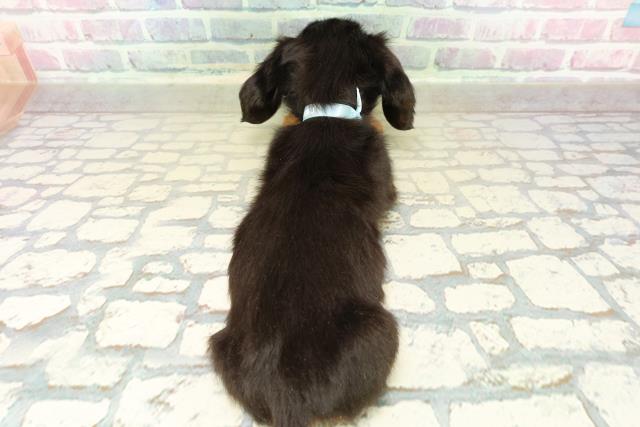 栃木県のミニチュアダックスフンド(ロング) (Coo&RIKUFKDインターパーク店/2025年11月3日生まれ/男の子/ブラックタン)の子犬の4枚目の画像